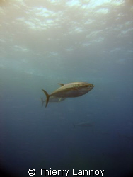 Tunas by Thierry Lannoy 